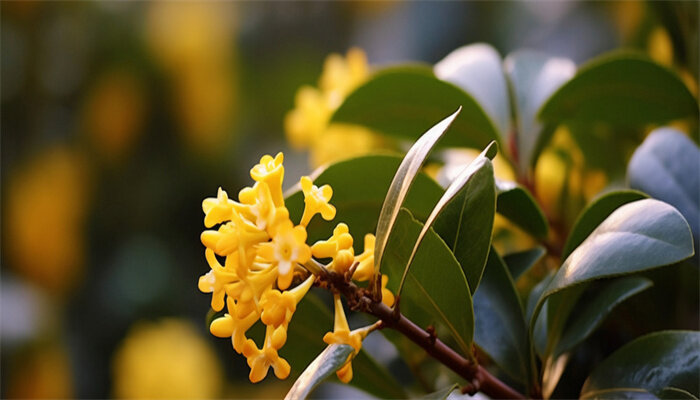 家里为什么不能种四季桂花
