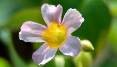 玉蝉花