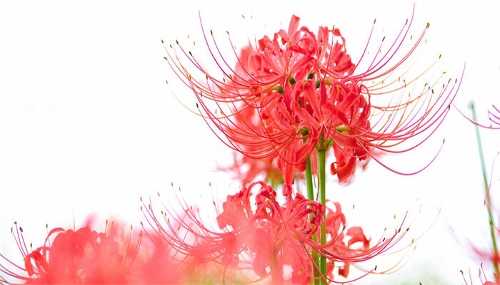 不小心摘了彼岸花怎么办 不小心摘了彼岸花怎么办