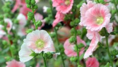小丽花