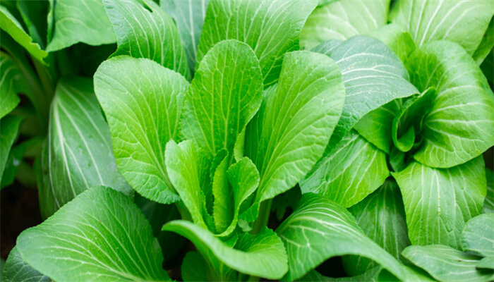 上海白菜 上海白菜