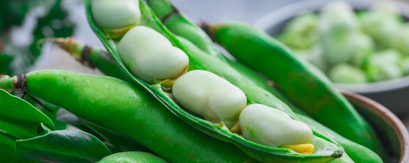 蚕豆种植 蚕豆种植