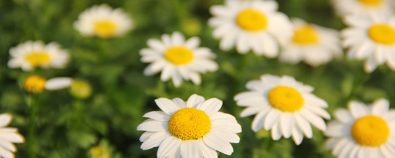 小雏菊花语 小雏菊花语