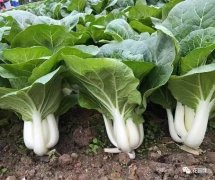 鹤山奶白菜