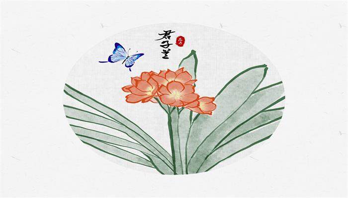 君子兰是兰花吗 君子兰是兰花吗