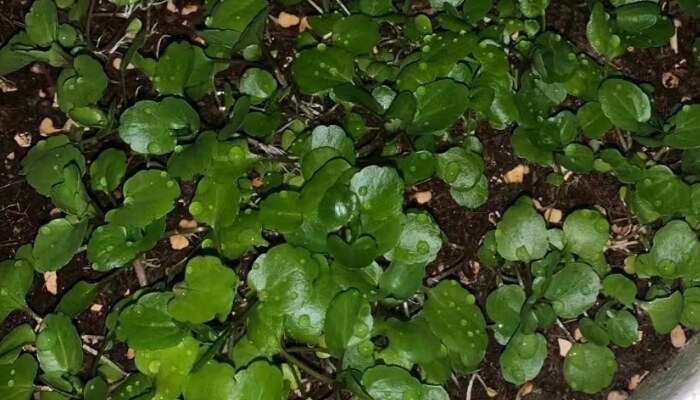 大叶豆瓣菜 大叶豆瓣菜
