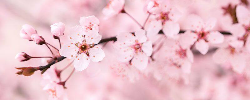 梅花图片（形态特征和养护方法简介）