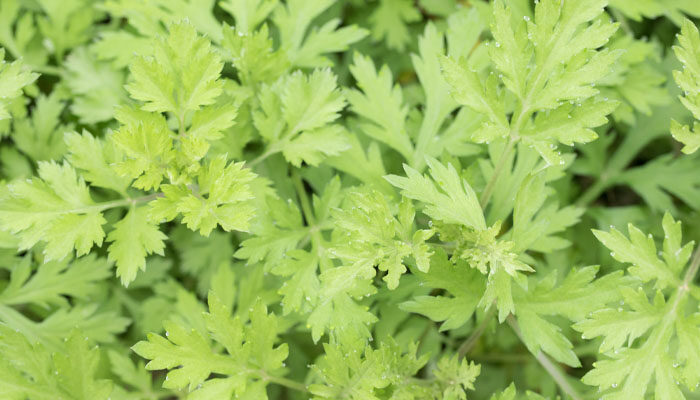 艾草 艾草