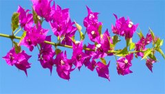 三角梅的花是叶子还是花