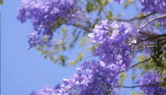 蓝花楹