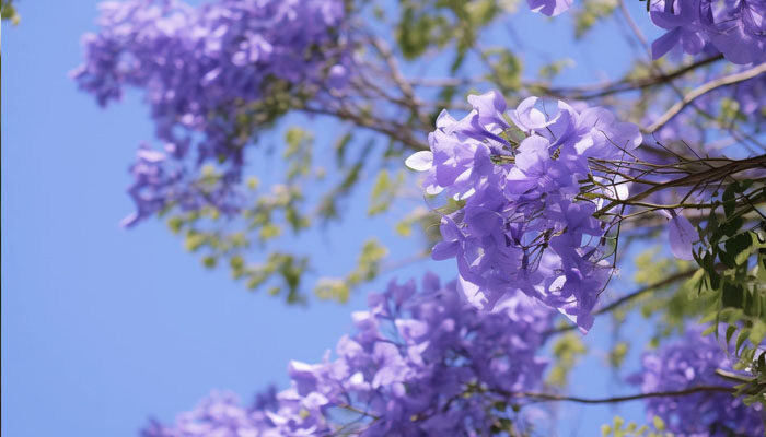 蓝花楹 蓝花楹