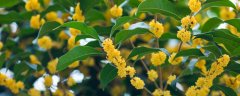 桂花树一发芽就枯了什么情况