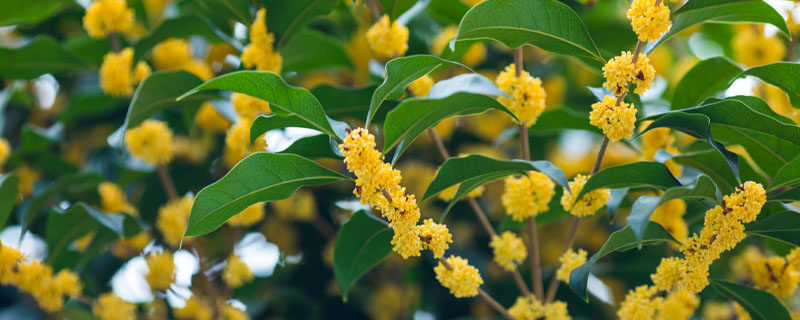 桂花树一发芽就枯了什么情况 桂花树一发芽就枯了什么情况