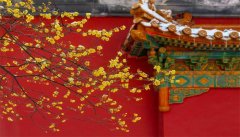 素心腊梅