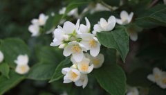 茉莉花
