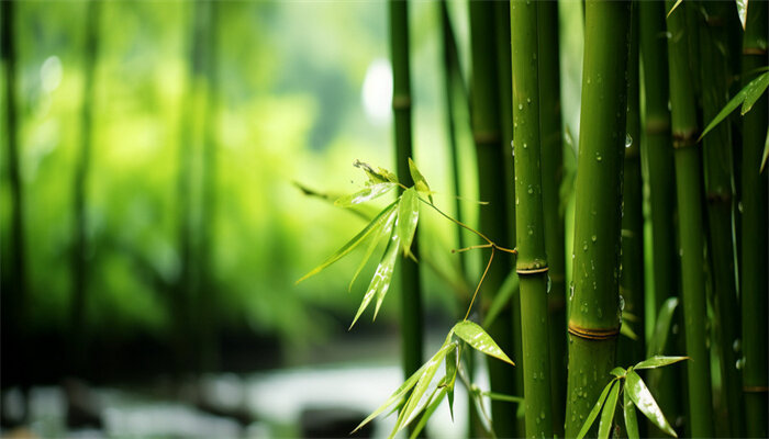 三种植物有哪些 三种植物有哪些