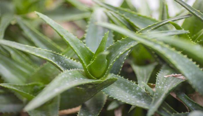 芦荟根剪掉几天后可以重新栽 芦荟根剪掉几天后可以重新栽