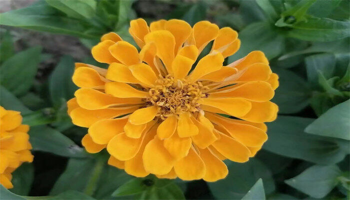 孔雀草怎么播种 孔雀草怎么播种