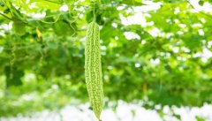 蓝山苦瓜