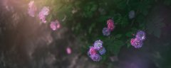 蔷薇花种子种植方法和时间