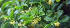 桂花从叶尖开始焦枯