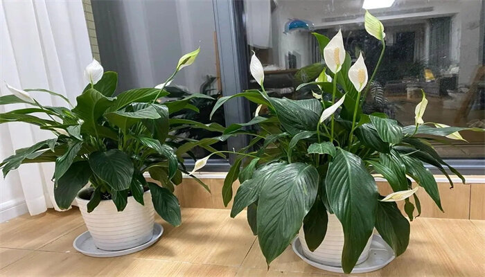 一帆风顺怎么养 一帆风顺怎么养