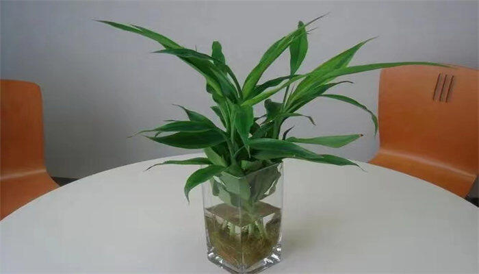 水养富贵竹用生根粉的方法
