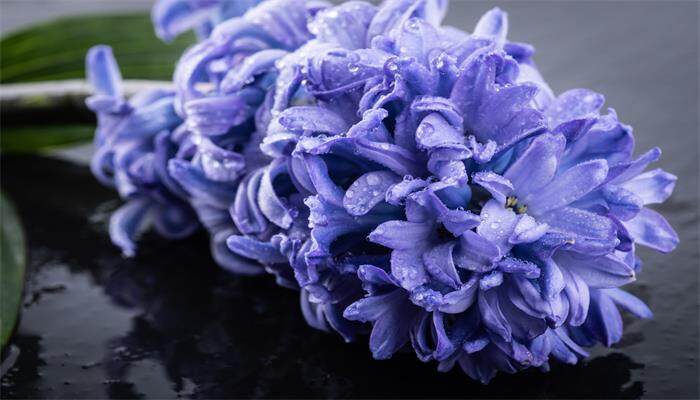 蓝色风信子的花语 蓝色风信子的花语