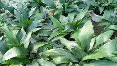 完全喜阴的室内大型植物