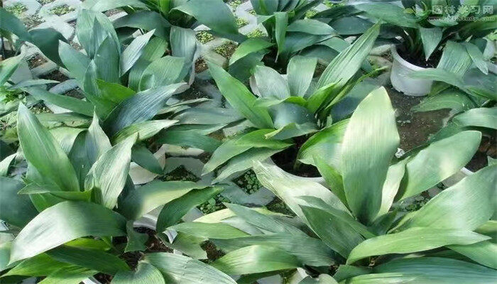 完全喜阴的室内大型植物 完全喜阴的室内大型植物
