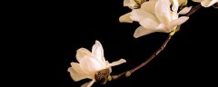 玉兰花是什么季节开的