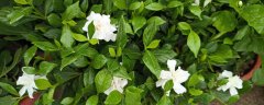 栀子花秋季怎么修剪