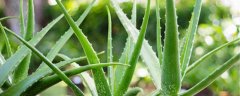 7种花只要你敢养