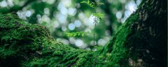 野外挖的苔藓为什么活不了