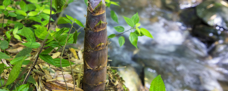 芦笋栽培技术 芦笋栽培技术
