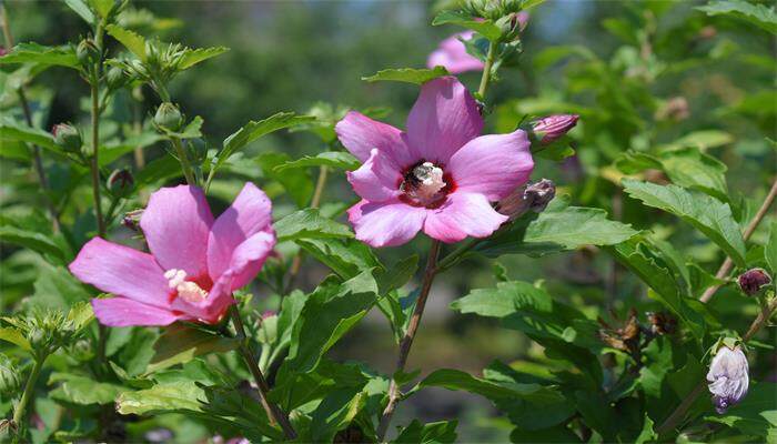 索玛花寓意 索玛花寓意