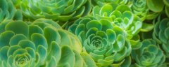 五叶草的花语