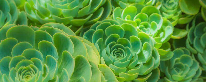五叶草的花语 五叶草的花语