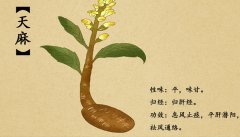 天麻