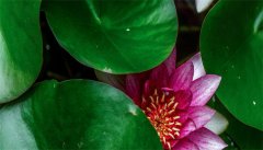 宝莲灯花掉叶子怎么回事