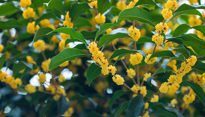桂花树 桂花树