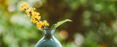 桂花树
