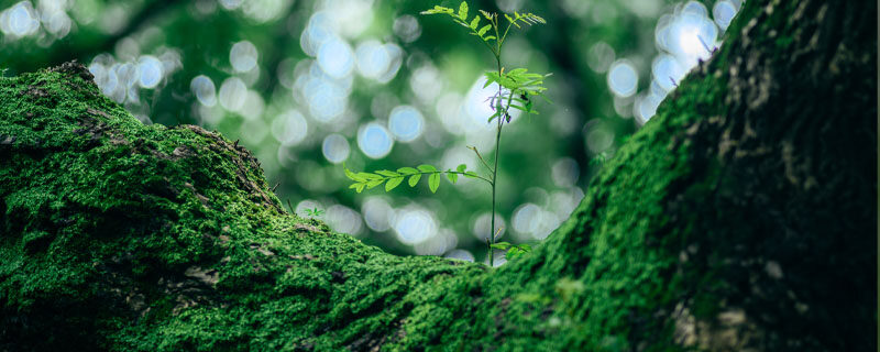 绿青苔怎么清除 绿青苔怎么清除
