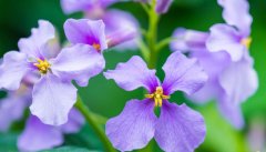 紫芳草