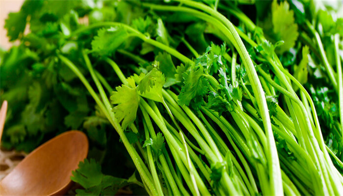 山东大叶香菜 山东大叶香菜