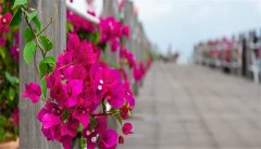 三角梅生桩怎么种