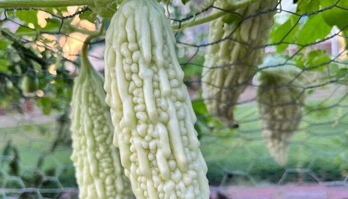白玉苦瓜 白玉苦瓜