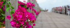 三角梅一年四季都开花吗?