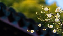 花中君子指的是什么