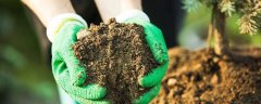 茶花施肥用什么肥料